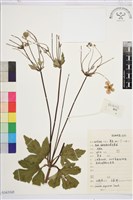 金毛鐵線蓮藏品圖，第1張