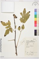 牡丹藏品圖，第1張