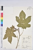 蓖麻藏品圖，第1張