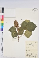 登錄號:S163582藏品圖，第1張