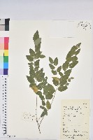 雀兒舌頭藏品圖，第1張