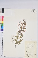 米飯花藏品圖，第1張