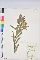 登錄號:S163626藏品圖，第1張