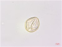 癭椒樹藏品圖，第2張