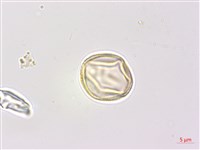 癭椒樹藏品圖，第3張