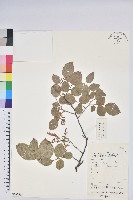 米飯花藏品圖，第1張