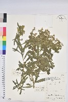 湖北大戟藏品圖，第1張