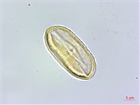 白芷藏品圖，第3張