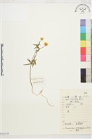 登錄號:S163755藏品圖，第1張