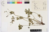 登錄號:S163767藏品圖，第1張