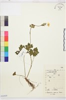 毛茛藏品圖，第1張