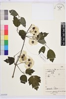 粗齒鐵線蓮藏品圖，第1張