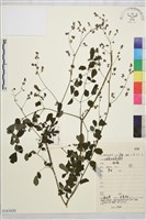 唐松草藏品圖，第1張