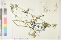 大花飛燕草藏品圖，第1張
