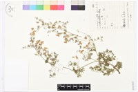 芹葉鐵線蓮藏品圖，第1張