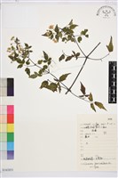 短尾鐵線蓮藏品圖，第1張