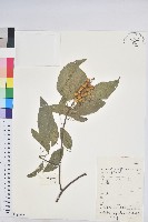 扛香藤藏品圖，第1張