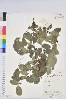 登錄號:S163890藏品圖，第1張