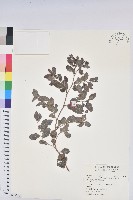 臺灣山漆莖藏品圖，第1張