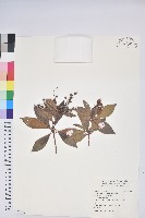 臺灣馬醉木藏品圖，第1張