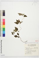 里龍山肺形草藏品圖，第1張