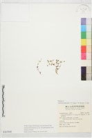 金門母草藏品圖，第1張
