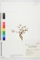 金門母草藏品圖，第1張