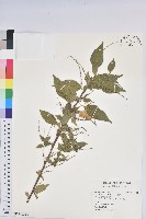 恆春鐵莧藏品圖，第2張