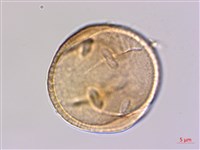 穗花樹蘭藏品圖，第3張