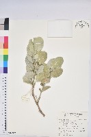 白樹仔藏品圖，第1張