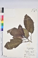 假鐵莧藏品圖，第1張