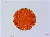 黃細心藏品圖，第2張