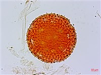 黃細心藏品圖，第3張