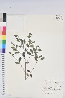 紅仔珠藏品圖，第1張