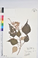 白匏子藏品圖，第1張