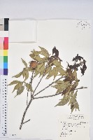 油葉石櫟藏品圖，第1張