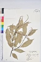 子彈石櫟藏品圖，第1張