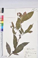 刺杜密藏品圖，第1張