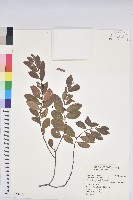 土密樹藏品圖，第1張