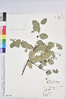 多花油柑、白仔藏品圖，第1張