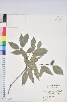 青剛櫟、鐵椆藏品圖，第1張