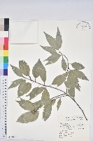 圓果青剛櫟藏品圖，第1張