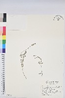 鵝鑾鼻大戟藏品圖，第1張