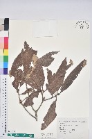 鬼石櫟藏品圖，第1張