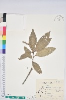 鬼石櫟藏品圖，第1張