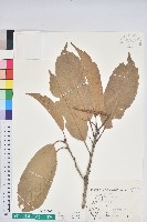 大葉石櫟、大葉校栗藏品圖，第1張