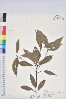 錐果櫟藏品圖，第1張