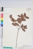 馬銀花藏品圖，第1張