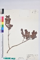 高山越橘藏品圖，第1張