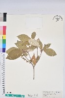 裡白巴豆藏品圖，第1張